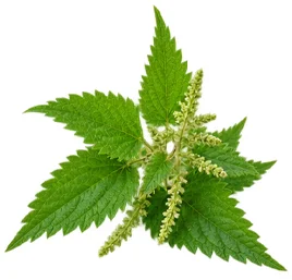 Stinging nettle extract in {{OFFER_NAME}}